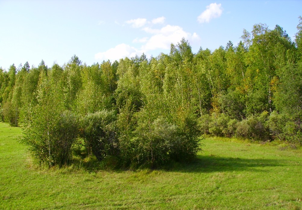 Лено-Вилюйская равнина, image of landscape/habitat.