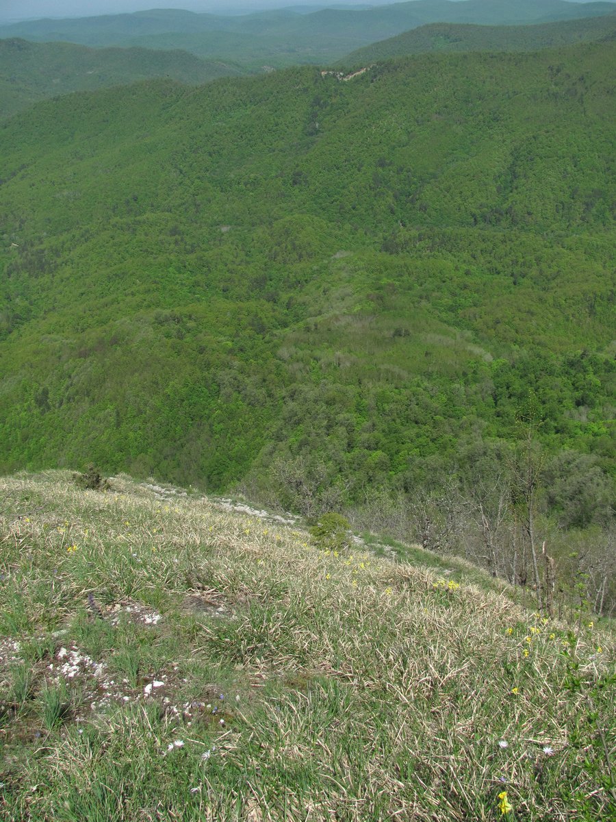 Гора Западный Папай, image of landscape/habitat.