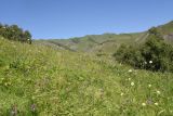 Старый дом Мухтара, image of landscape/habitat.