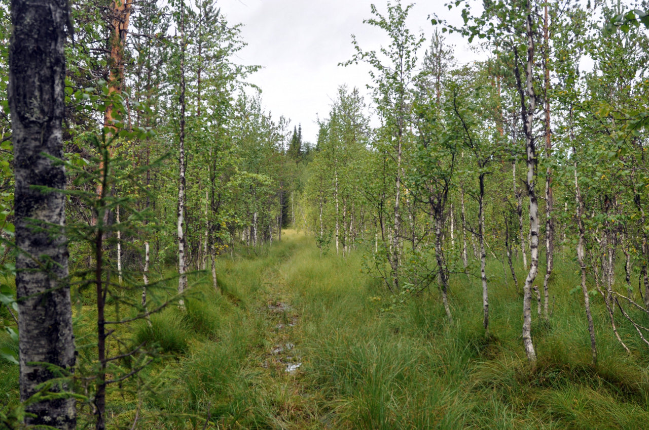 Долина реки Ыджыд-Ляга, image of landscape/habitat.