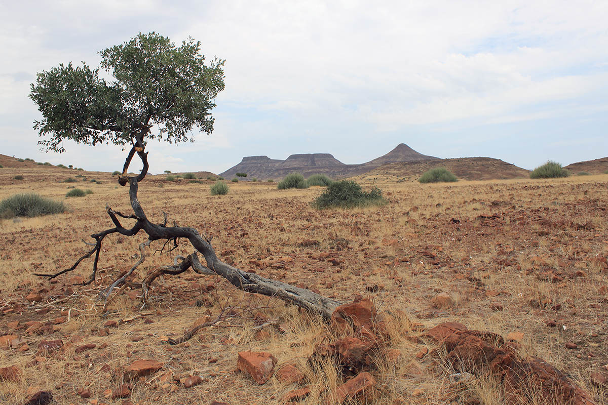 Торра, image of landscape/habitat.