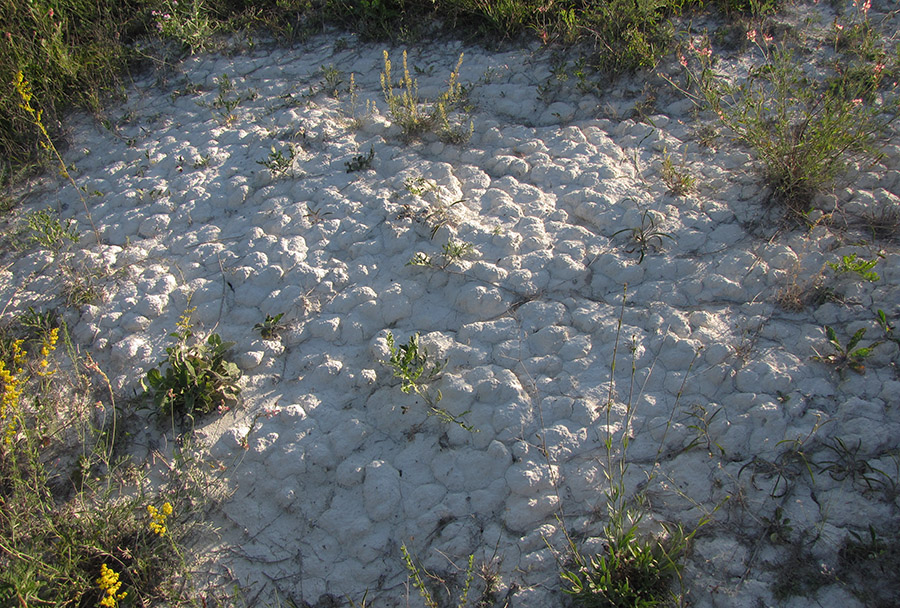 Ерёмкин лог, image of landscape/habitat.