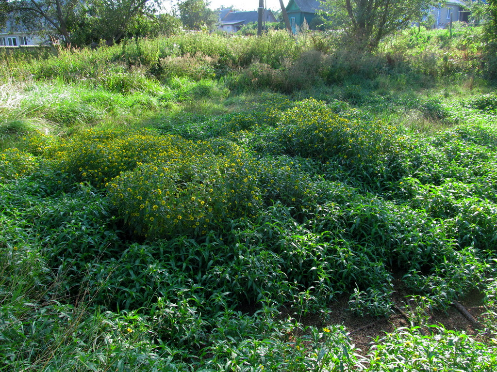 Новогрудок, image of landscape/habitat.