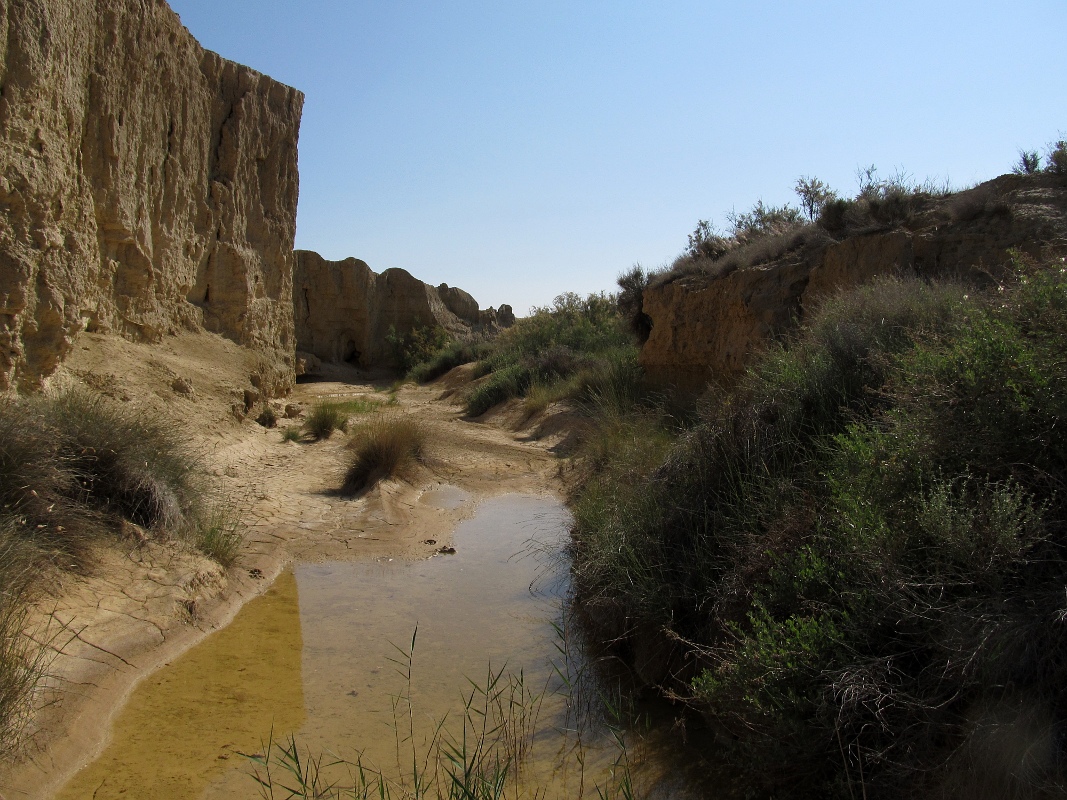 Барденас Реалес, image of landscape/habitat.