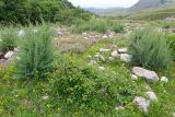 Луг в излучине Псыгансу, image of landscape/habitat.