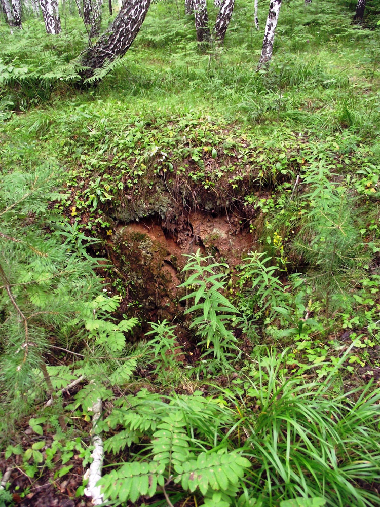 Шабры, image of landscape/habitat.