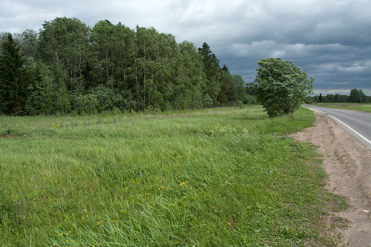 Горки 1-е, image of landscape/habitat.