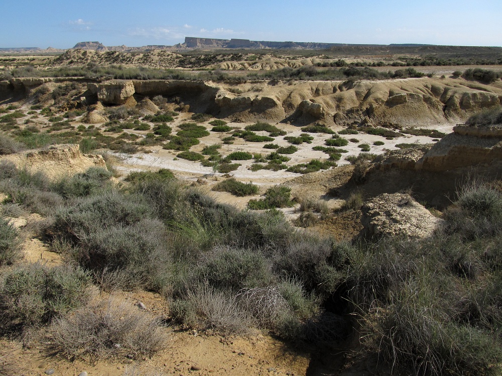 Барденас Реалес, image of landscape/habitat.