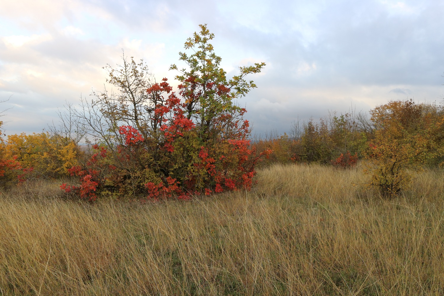 Вышка, image of landscape/habitat.