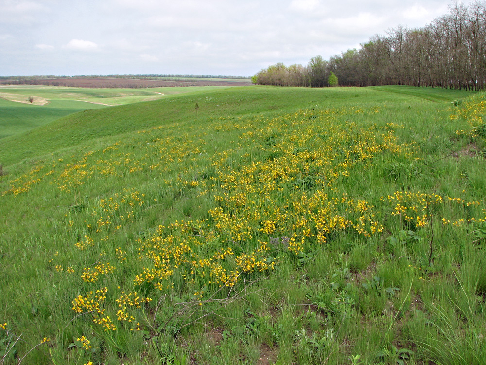 Харцызская балка, image of landscape/habitat.