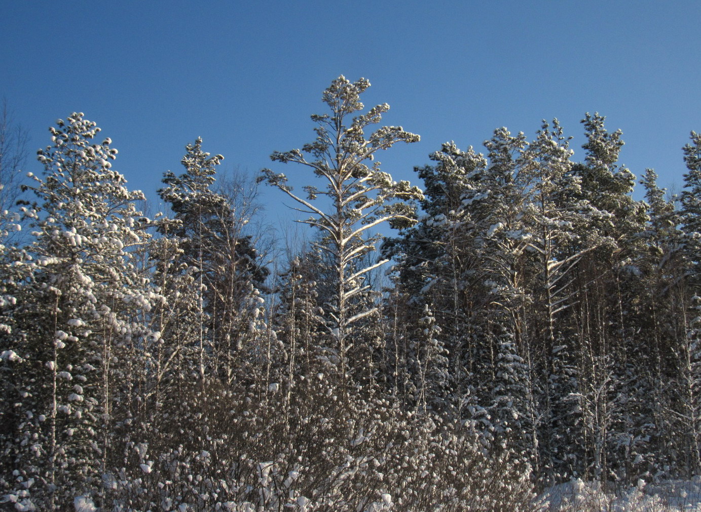 Танзыбей, image of landscape/habitat.