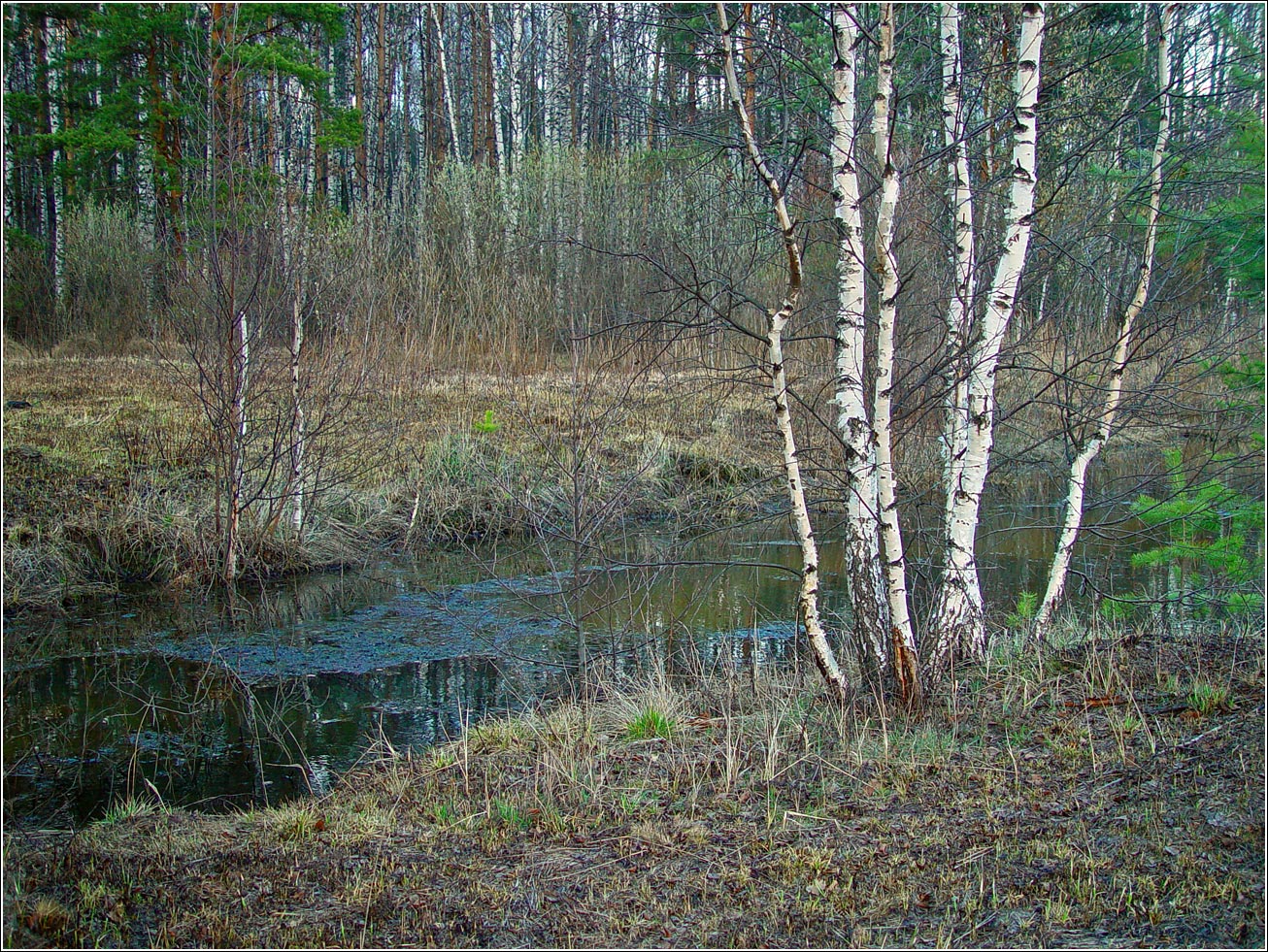 Окрестности Хрипани, image of landscape/habitat.