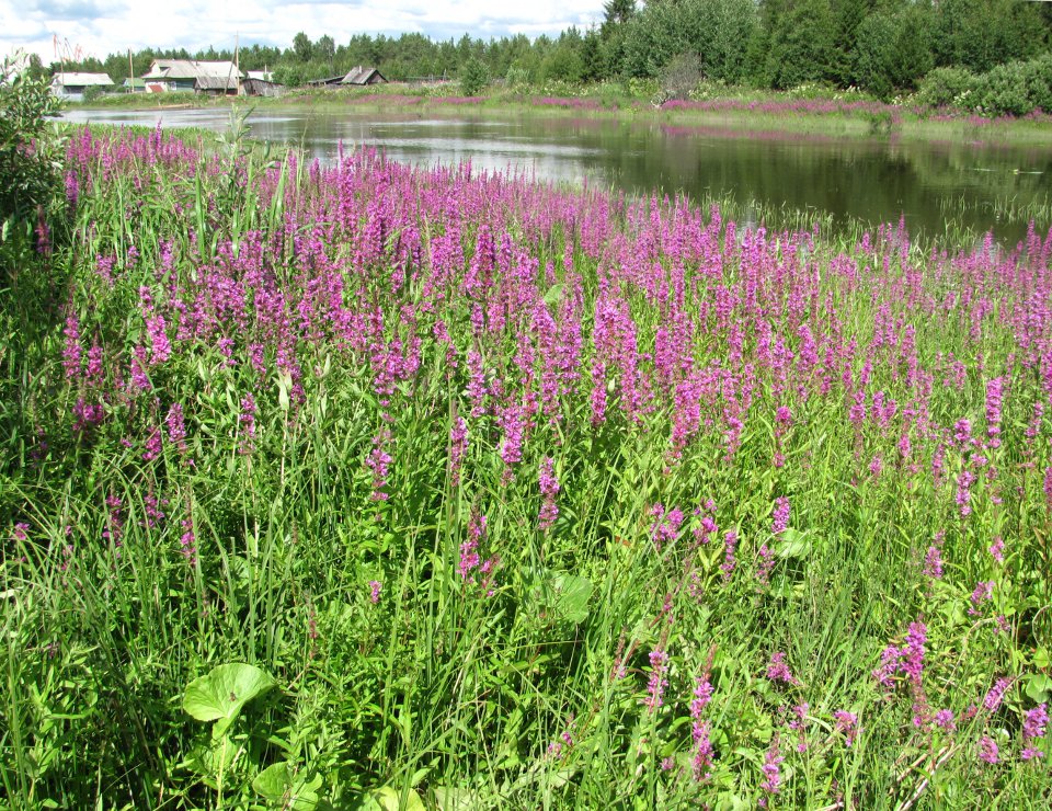 Северные окрестности Архангельска, image of landscape/habitat.