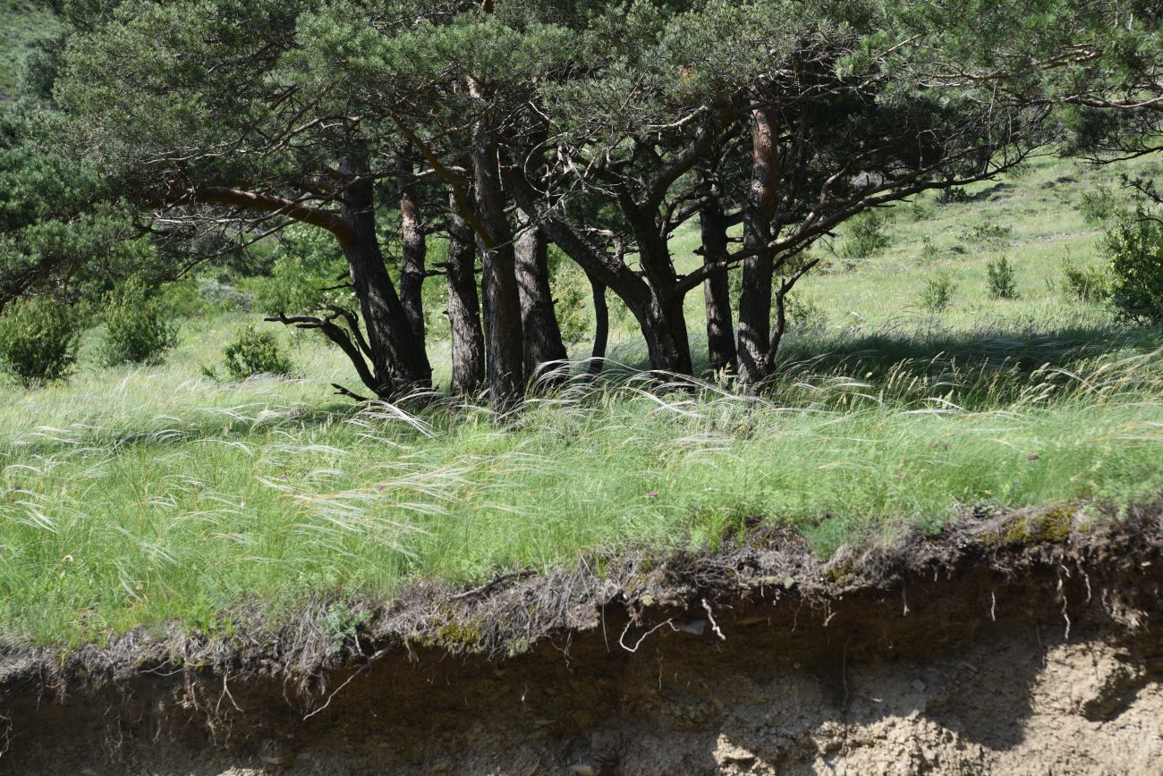 Нижнее течение реки Гулойхи, image of landscape/habitat.