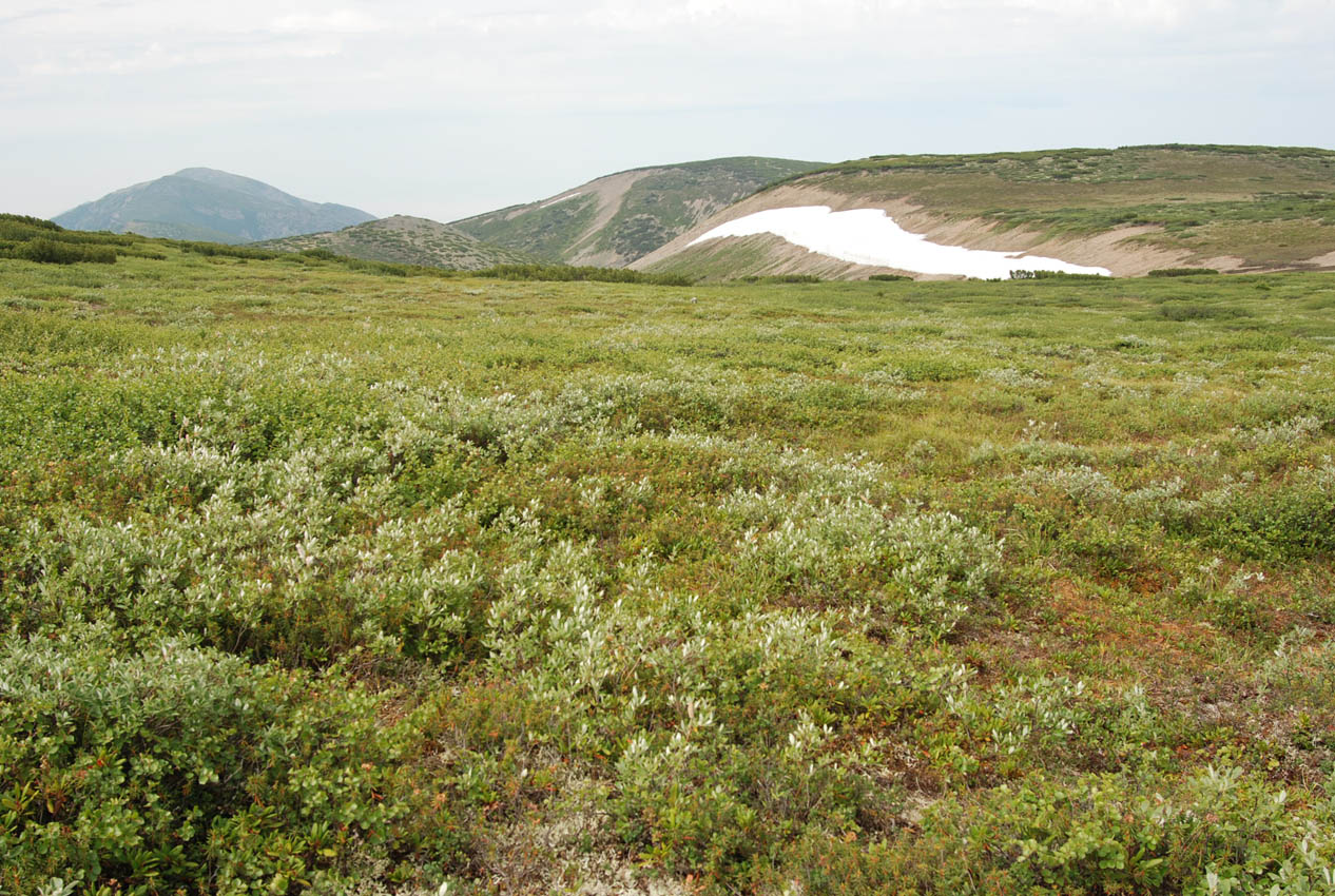 Плато полуострова Святой Нос, image of landscape/habitat.