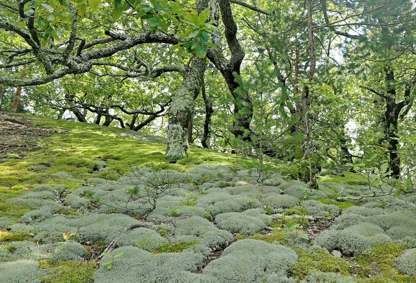 Прохаскина балка, image of landscape/habitat.