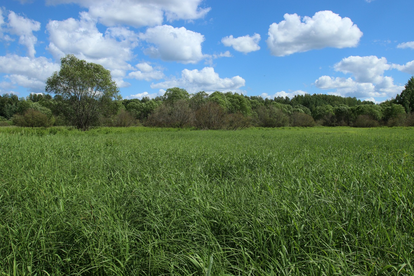 Луга у Кемки, image of landscape/habitat.