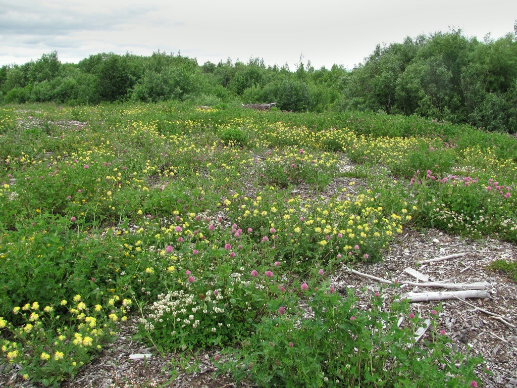 Северные окрестности Архангельска, image of landscape/habitat.