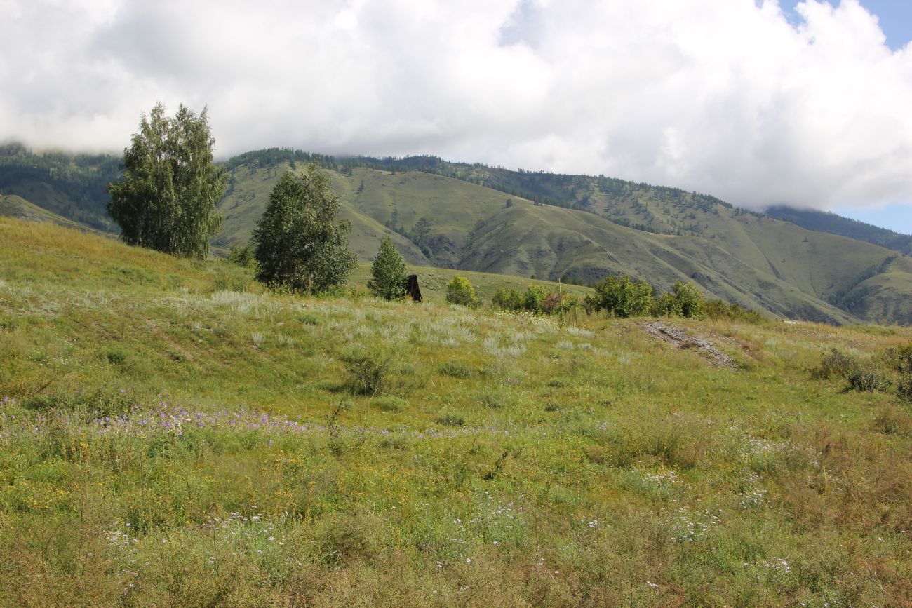 Окрестности ручья Тургунда, image of landscape/habitat.