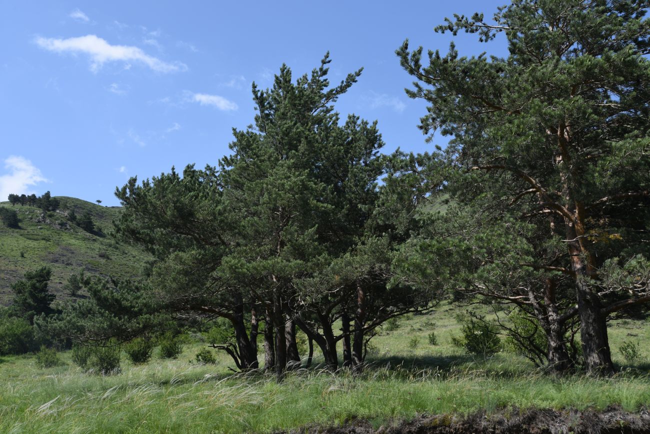 Нижнее течение реки Гулойхи, image of landscape/habitat.