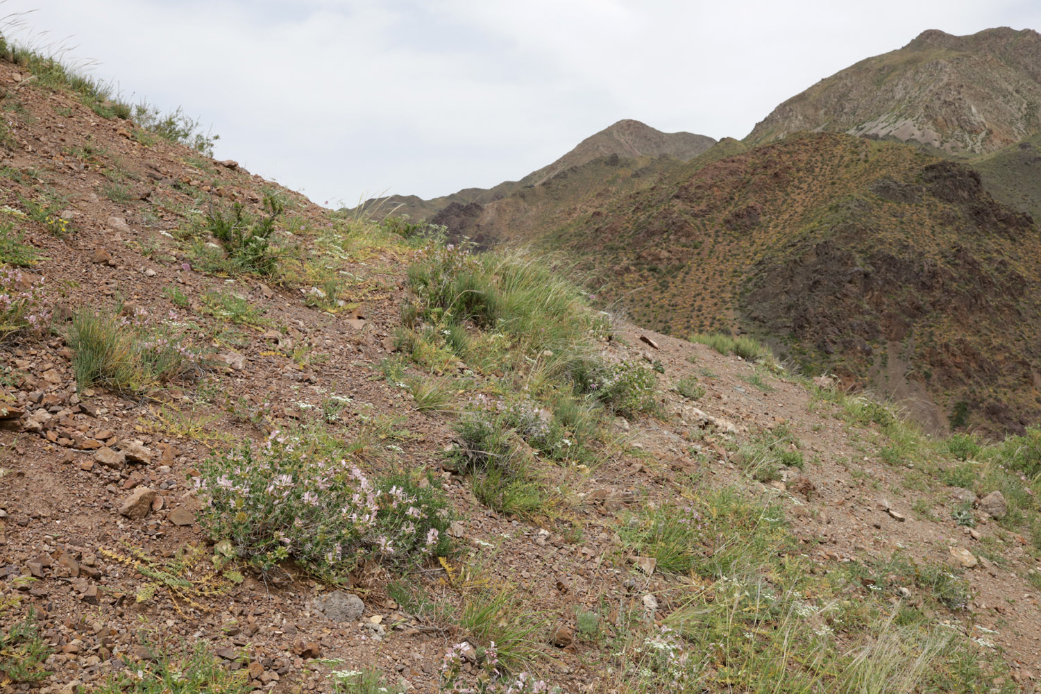 Перевал Кокпек, image of landscape/habitat.