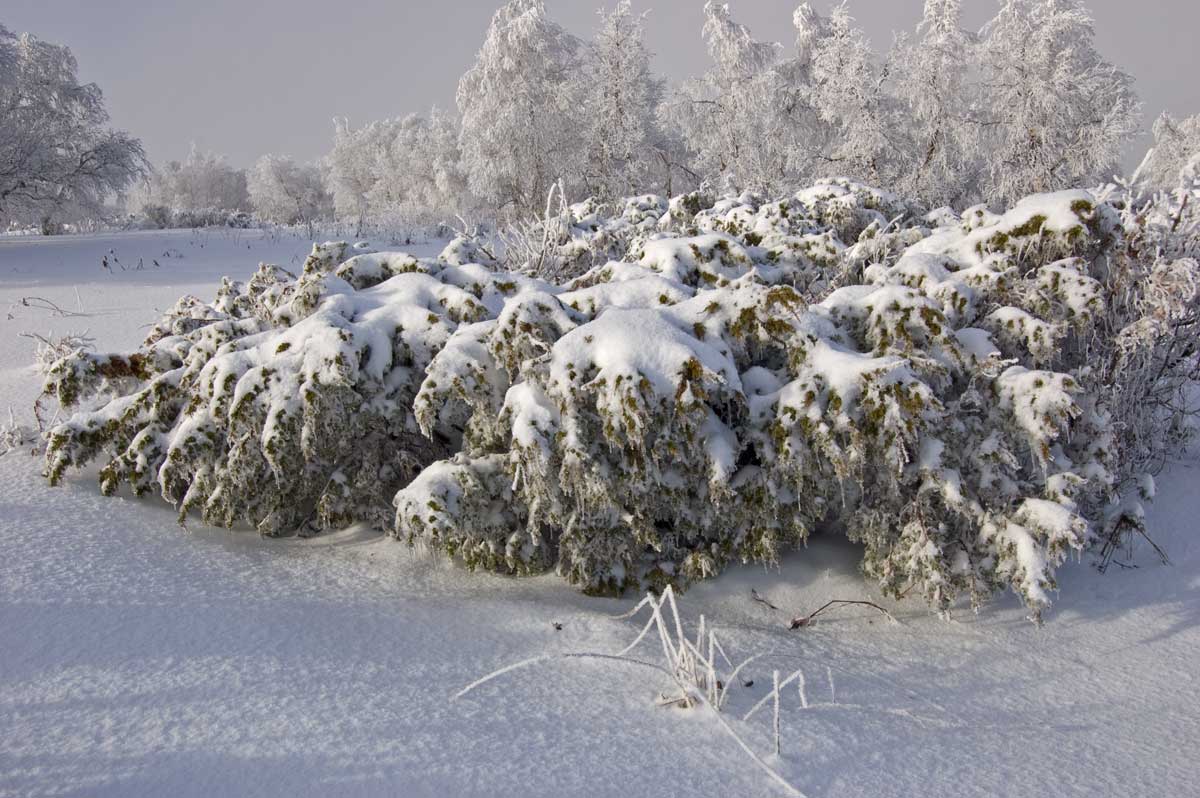 Большой Шатак, image of landscape/habitat.