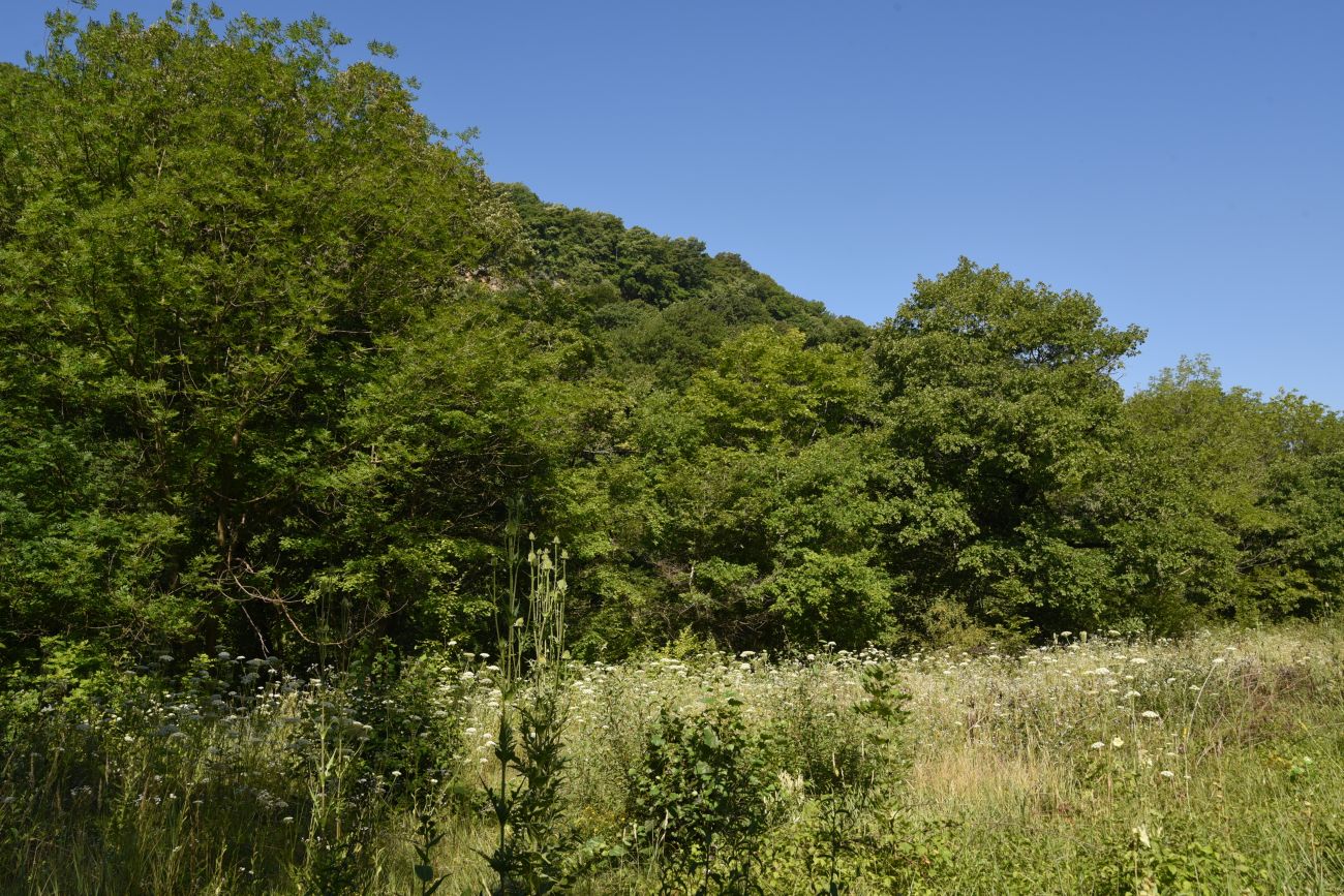 Долина реки Мишоко, image of landscape/habitat.