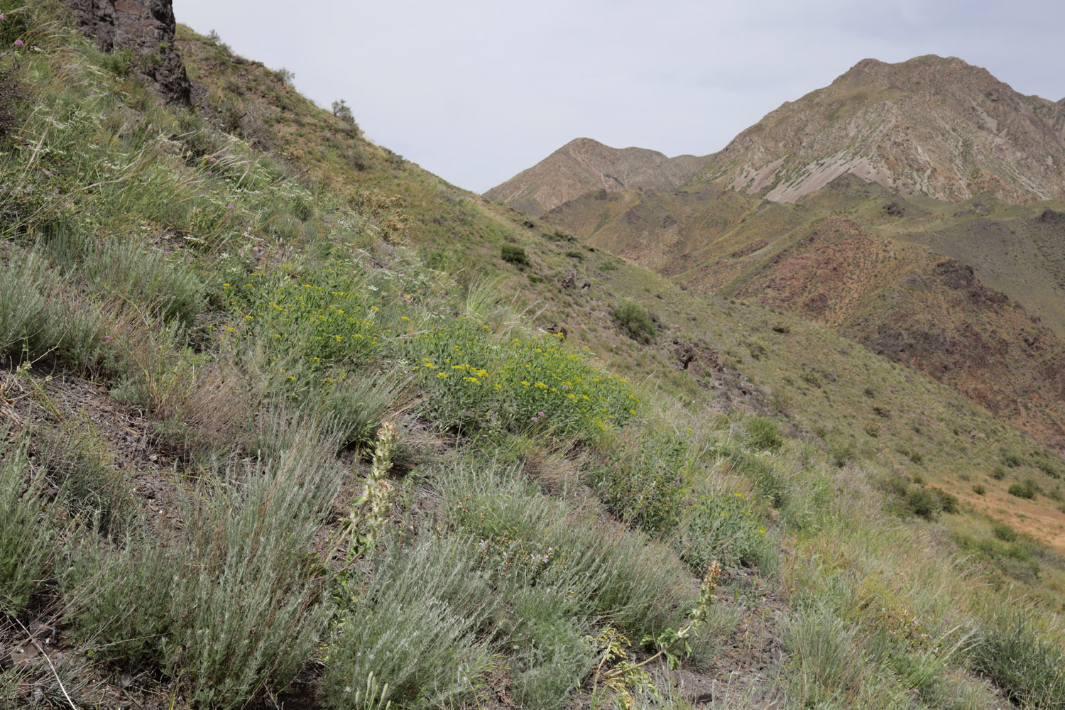 Перевал Кокпек, image of landscape/habitat.