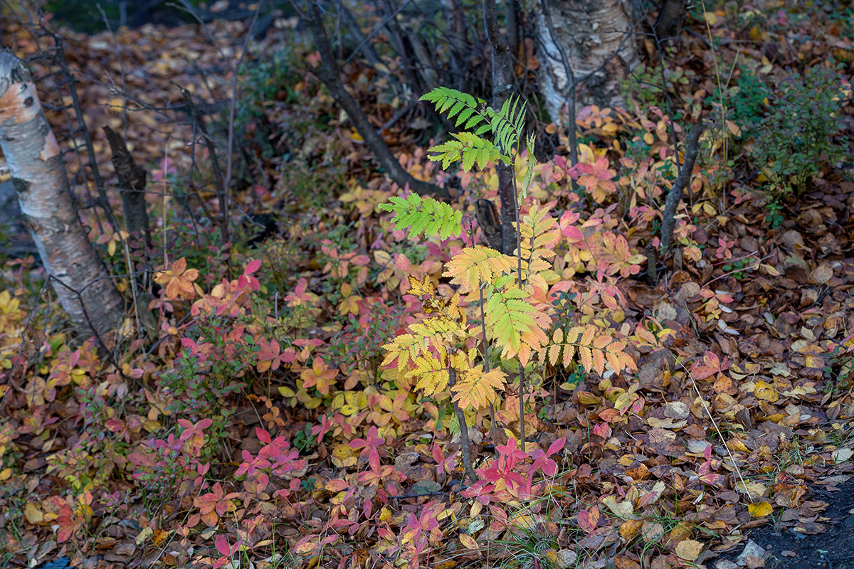 Мурманск, image of landscape/habitat.