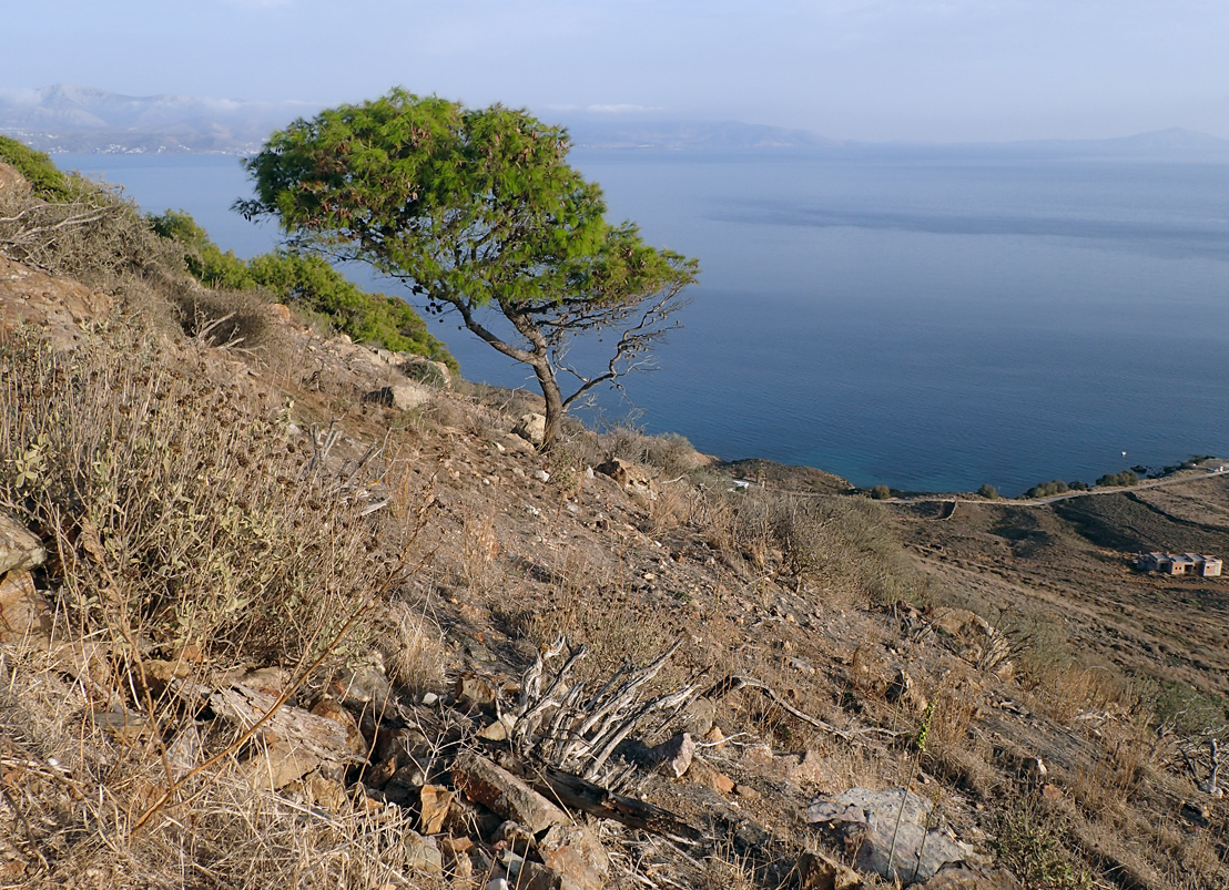 Остров Парос, image of landscape/habitat.