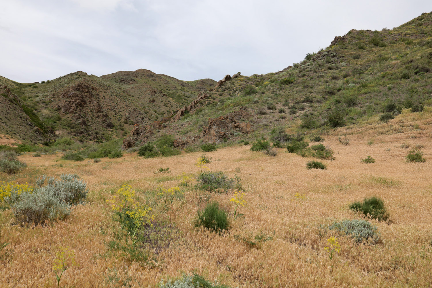 Перевал Кокпек, image of landscape/habitat.