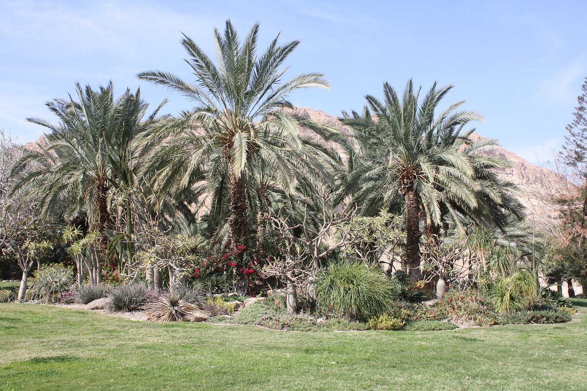 Эйн-Геди, image of landscape/habitat.