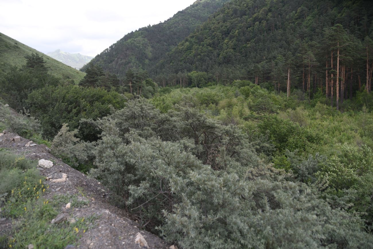 Нижнее течение реки Гулойхи, image of landscape/habitat.