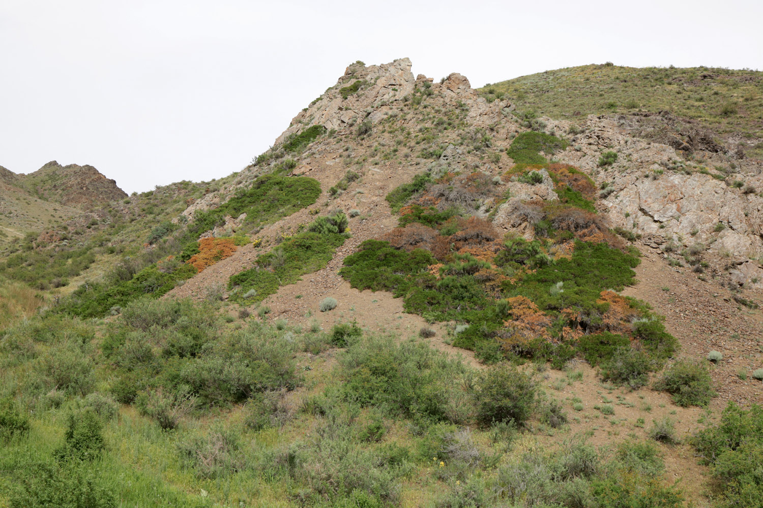 Перевал Кокпек, image of landscape/habitat.