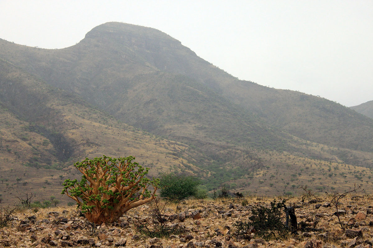 Горы Шварцкопф, image of landscape/habitat.