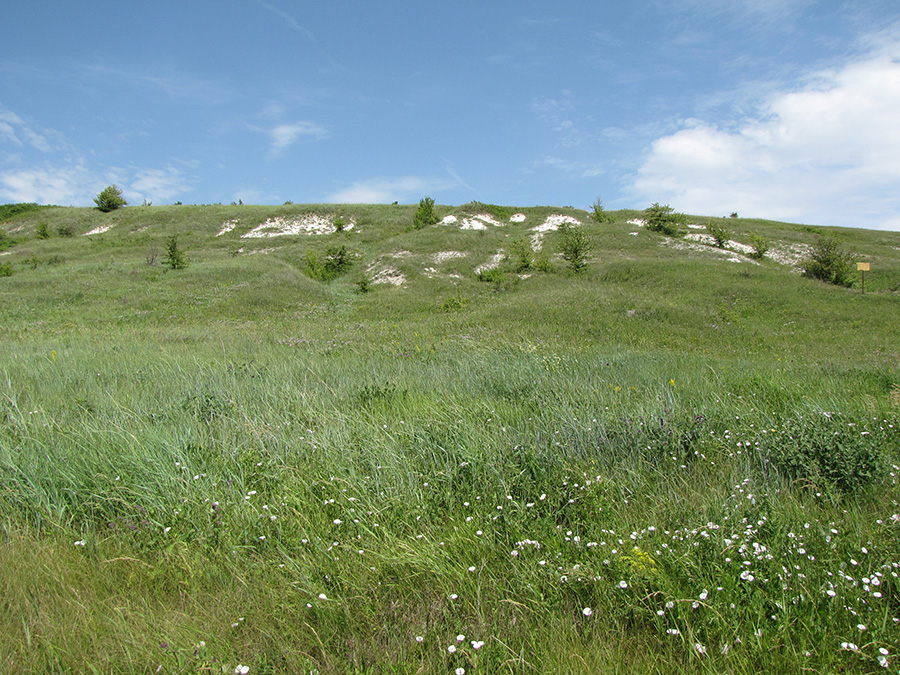 Дубенский лог, image of landscape/habitat.