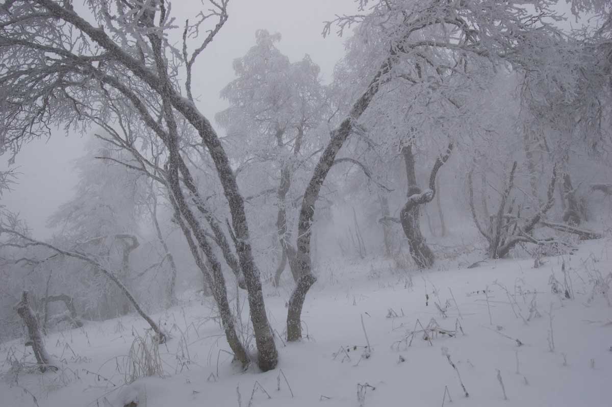 Большой Шатак, image of landscape/habitat.