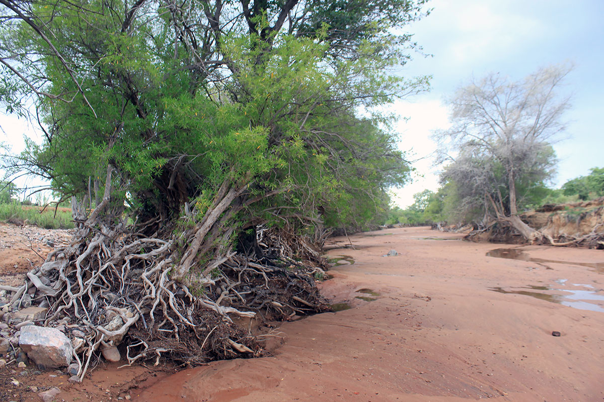 Горы Шварцкопф, image of landscape/habitat.