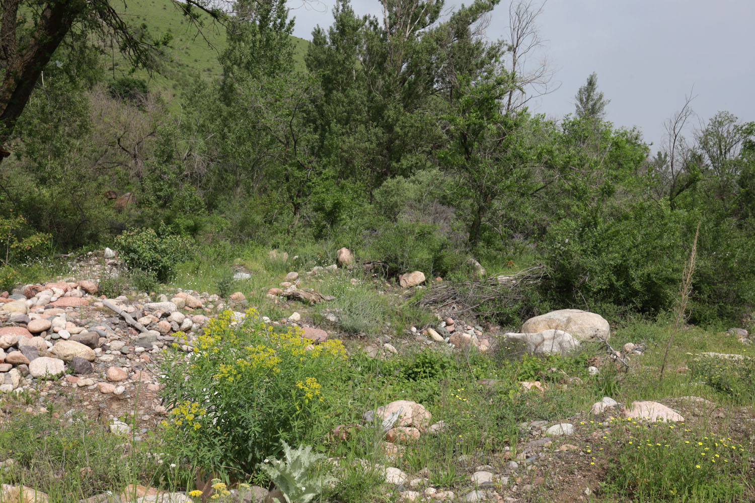 Долина реки Шамалган, image of landscape/habitat.