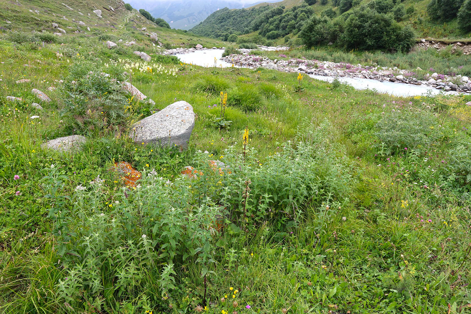 Луг в излучине Псыгансу, image of landscape/habitat.