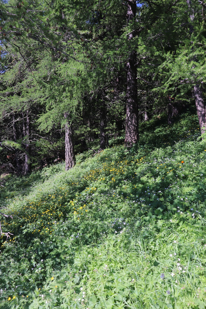 Гора Михайловка, image of landscape/habitat.