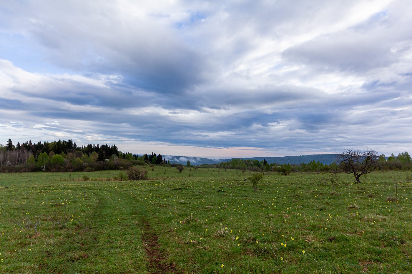 Камышанова поляна, image of landscape/habitat.