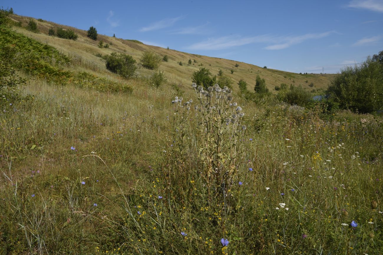 Осиновский лес, image of landscape/habitat.