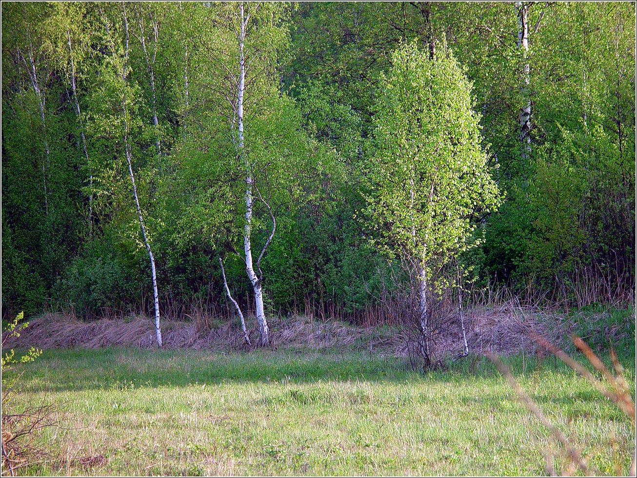 Окрестности Хрипани, image of landscape/habitat.