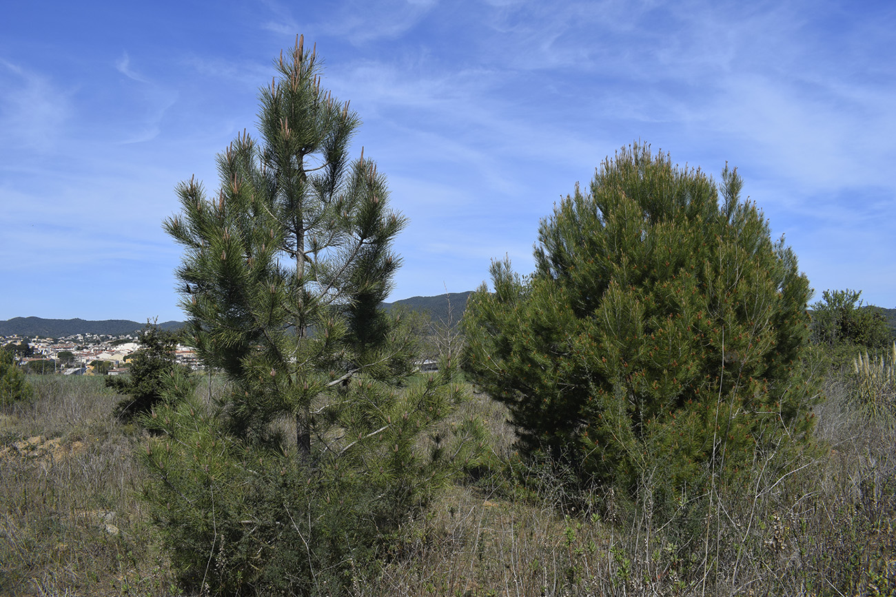 Муниципалитет Калонже, image of landscape/habitat.