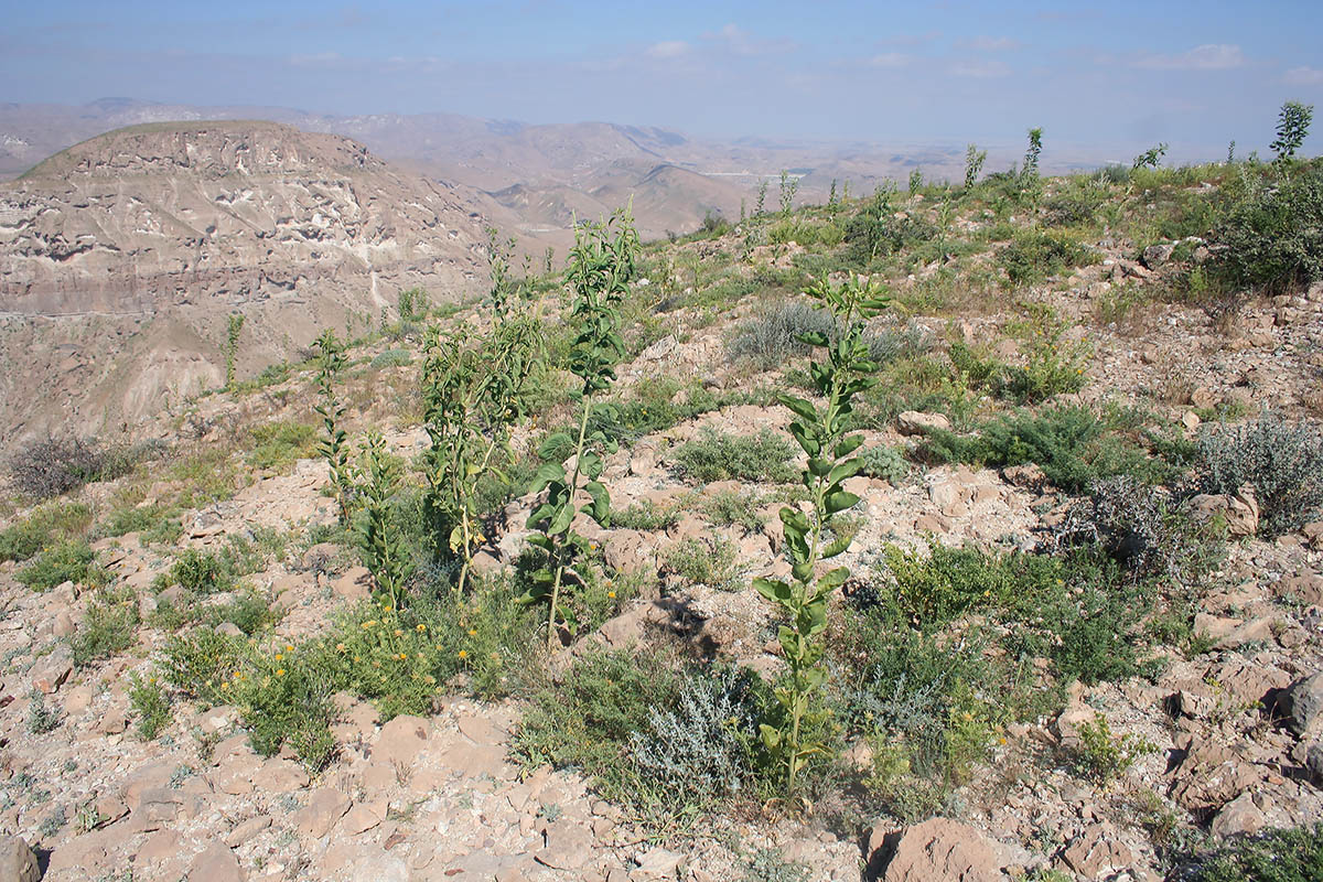 Вади Аль-Асид, изображение ландшафта.