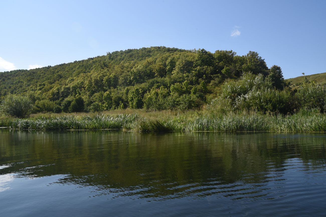 Осиновский лес, изображение ландшафта.