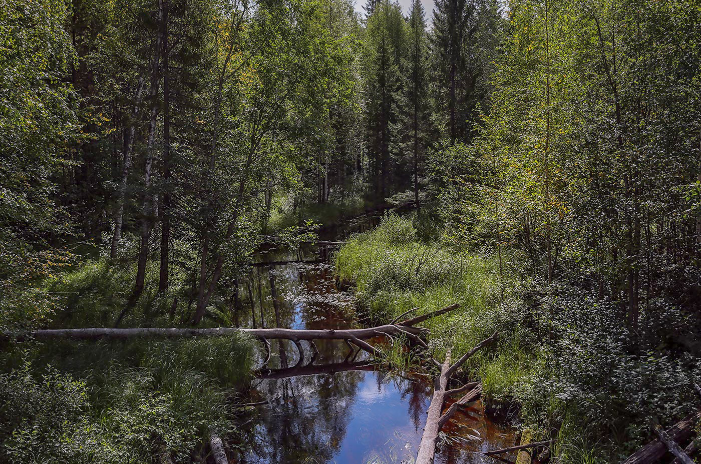 Окрестности посёлка Тупрунка, image of landscape/habitat.