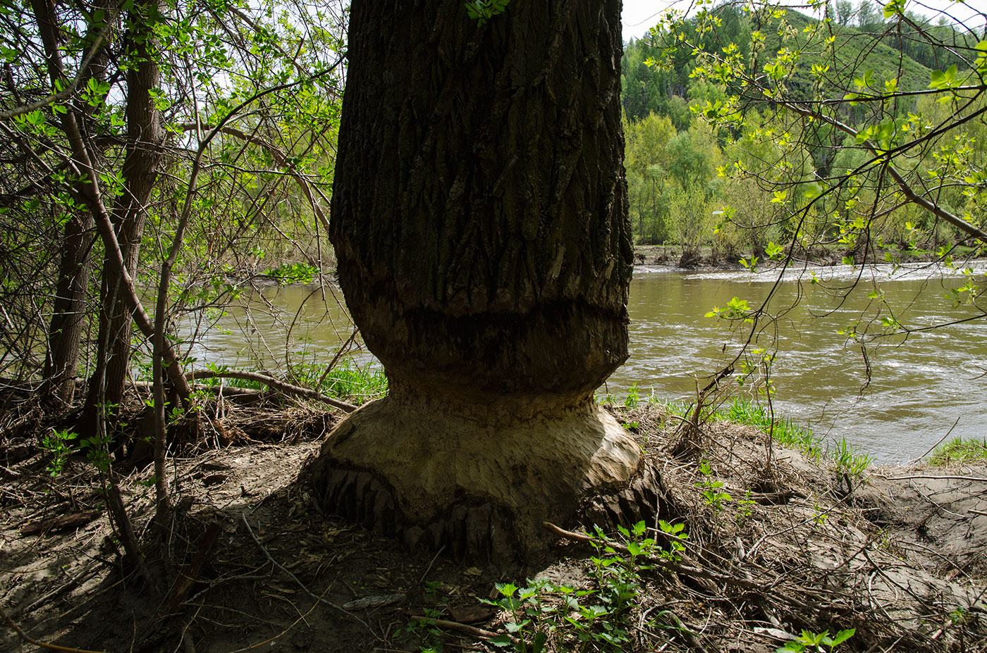 Акназарово и окрестности, image of landscape/habitat.