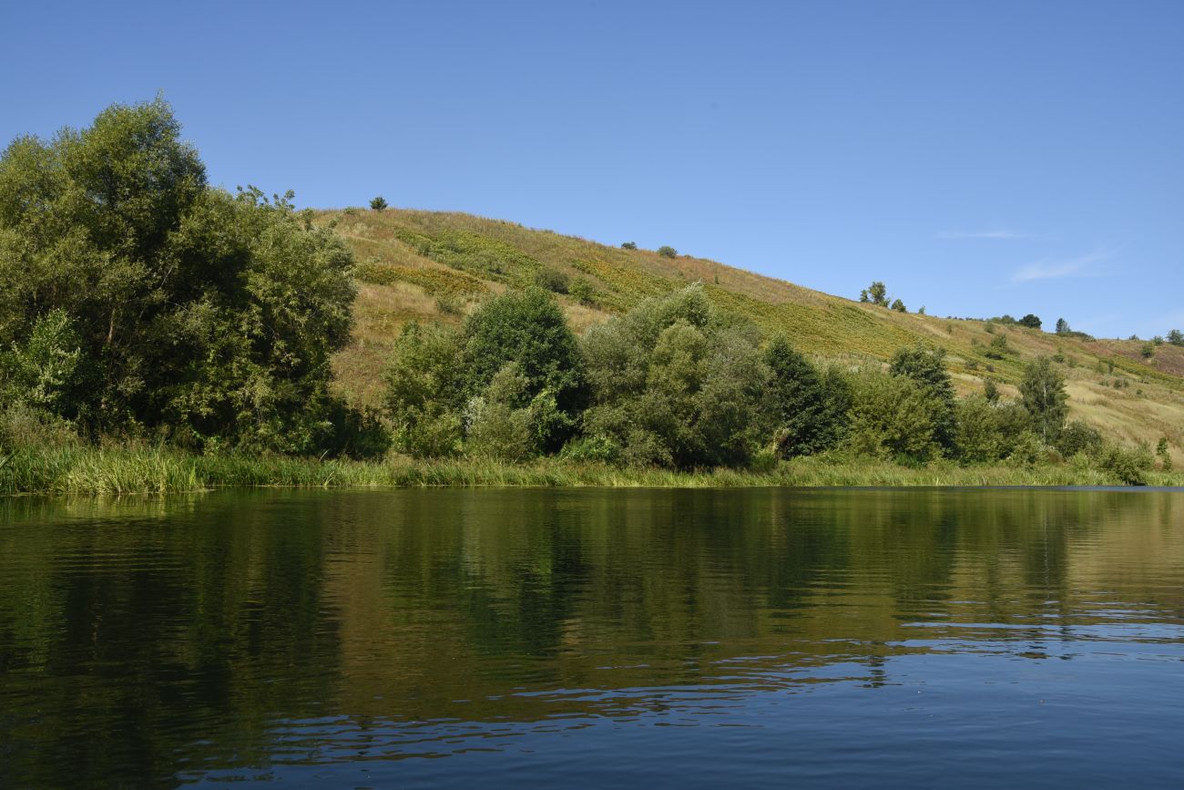 Осиновский лес, изображение ландшафта.